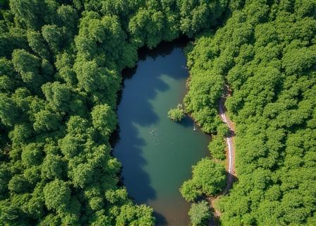 Las równikowy z lotu ptaka